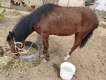 корм отход: Продаю | Жеребец | Рабочий — 1