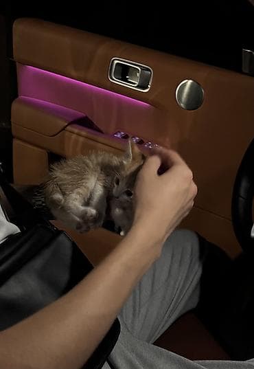 животные кошки: Отдам даром котёнка — 3