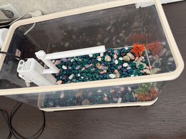 красная рыба цена бишкек: Аквариумный комплект с декоративными рыбками - объём ориентировочно — 11