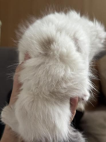 радуга вест кош кол: Кошка даром: Беспородная, 3 месяца, Мальчик — 2