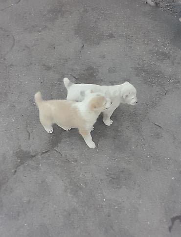 собаки малинуа: Алабай, 2 месяца, Самка, С прививкой — 1