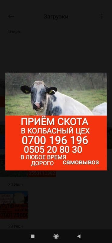 продажа домашних животных: Куплю | Коровы, быки, Другие с/х животные | Круглосуточно, Любое состояние, Забитый — 1