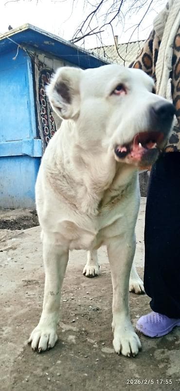 бычки 8 9 месяц: Щенки среднеазиатской овчарки (алабая) 3 сучки 3 кобеля - Возраст на — 7