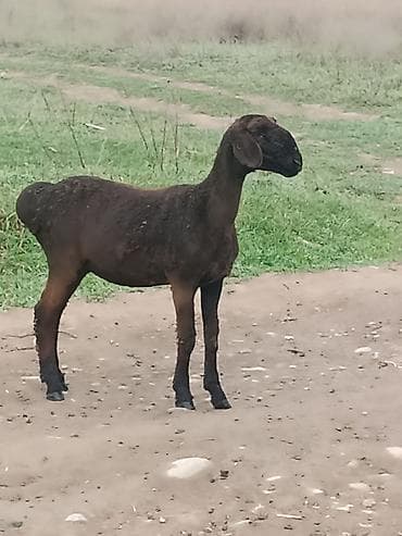 прадаю баран: Продаю | Ягненок | Для разведения — 1