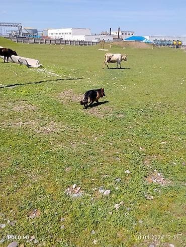 бетон жумуштары: Услуги пастушьей собаки для выпаса стада - Порода: немецкая овчарка — 4