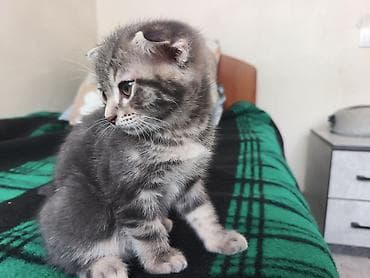 кошка продаётся: Скотиш Фолд (Шотландская вислоухая), 2 месяца, Мальчик, Серый — 9