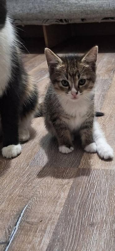 кошка продаётся: Котёнок тигрового окраса с белыми “носочками” и грудкой. - Полосатый — 2