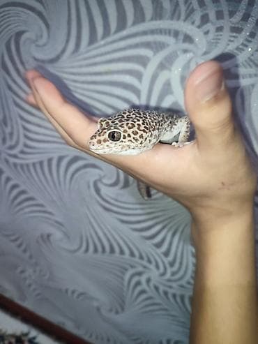 Животные: Продаю эублифара с необычным окрасом, самец 8месяца, с кормом и — 3