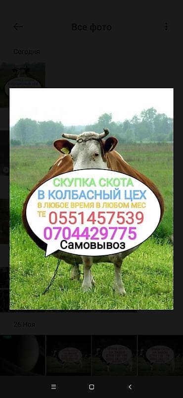 Жеке жак, Колбаса цехи : Уйлар, букалар, Жылкылар, аттар, Башка а/ч жаныбарлары, | Күнү-түнү, Бардык шартта, Союлган