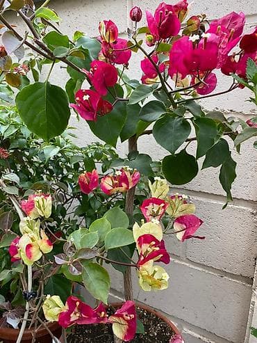 бугенвиллия: Продажа. Бугенвиллея оптом и в розницу. Цены смотря от размера и — 7