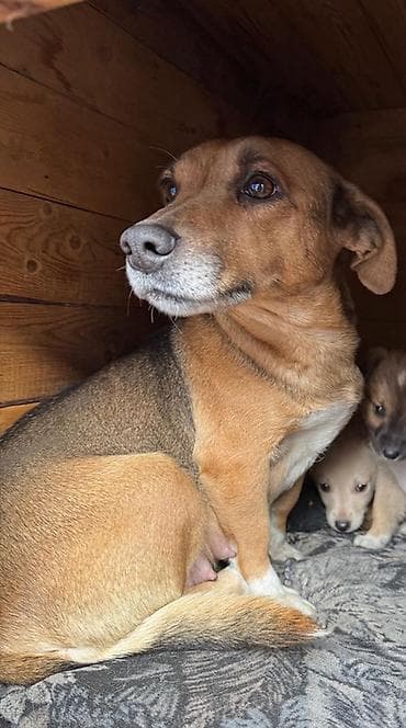 Отдам даром собаку: Отдам в добрые руки в связи с переездом. Очень умная собачка — 4