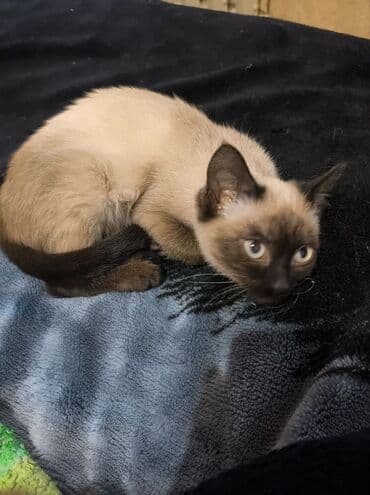 домик для кошек: Котята с окраcом поинт. - На фото два короткошёрстных котёнка с — 1