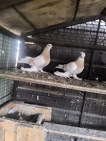 продам птицу: Продаю голубей Пара Тасманов игровые и Челкарь голубь за пару — 4