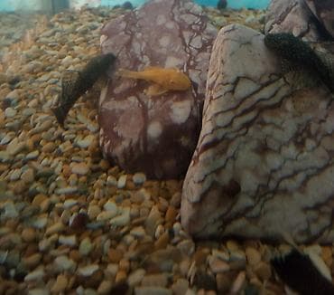 купить малька африканского сома: Продаю сома анцитруса 5 месяцев. вуаль чёрный-200с. Обычный — 4