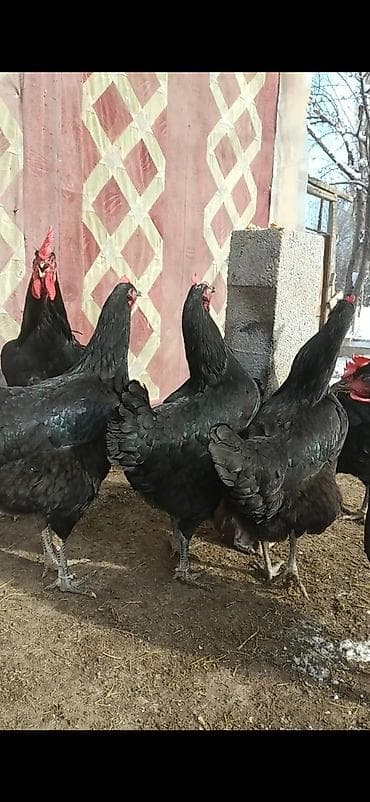 Продаю | Куры | Несушки