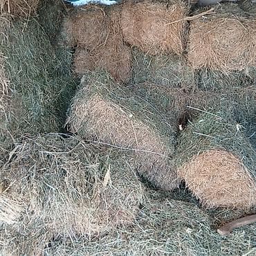 А/ч жаныбарлары үчүн тоюттар: Тоо чоп 
30.40шт — 3