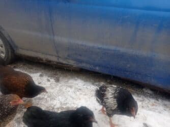 купить передний бампер на мерседес w210 в бишкеке: Daewoo Matiz: 2011 г., 0.8 л, Бензин — 2