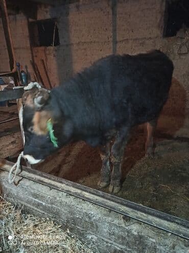 Кемирүүчүлөр: Сатам | Бука (эркек) | Бордоп семиртүү үчүн | Байланган — 1