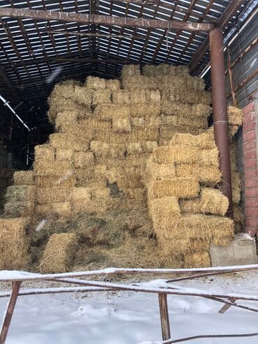 корм токмок: Сатылат:Арпа саман 300түк
 Кара беде 500түк — 1