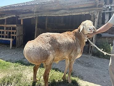 белые крысы: Продаю | Баран (самец) | Для разведения — 3