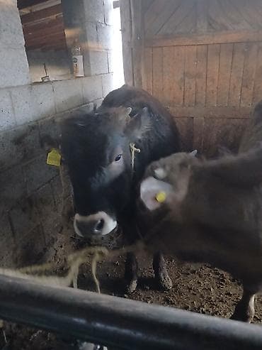 сена тюки: Продаю | Бык (самец) | На откорм | Привязанные — 2