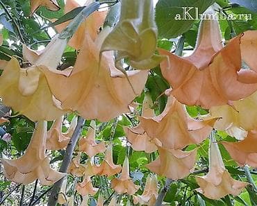 бругмансия: Платная доставка — 4