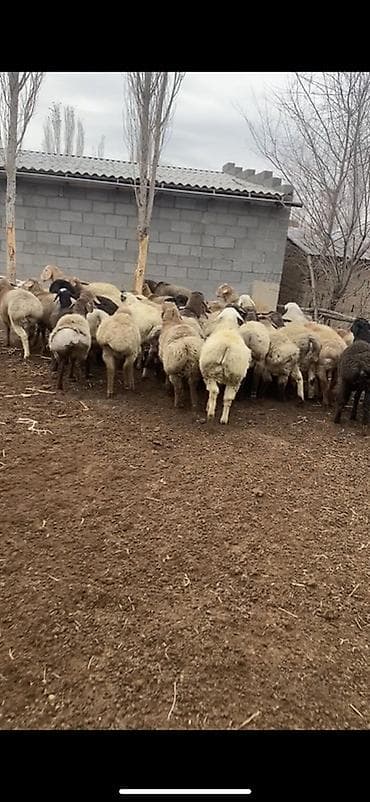 цена лабрадора: Продаю | Овца (самка) | Полукровка | Для разведения | Племенные — 5