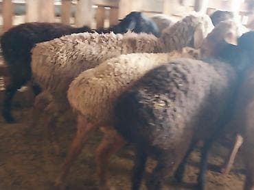 тай цена: Продаю | Овца (самка) | Для разведения | Матка — 9