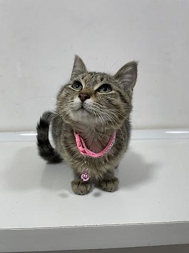 кошка домашный: 4 месяца, Девочка, Приучена к лотку, Проглистована — 8