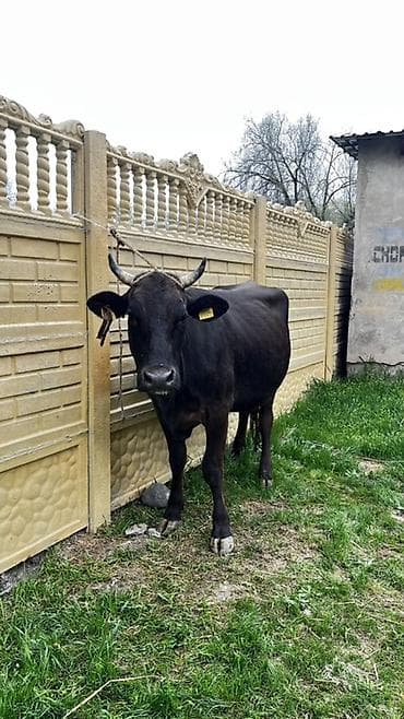 шотландская кошка черная: Продаю | Корова (самка) | Привязанные — 2