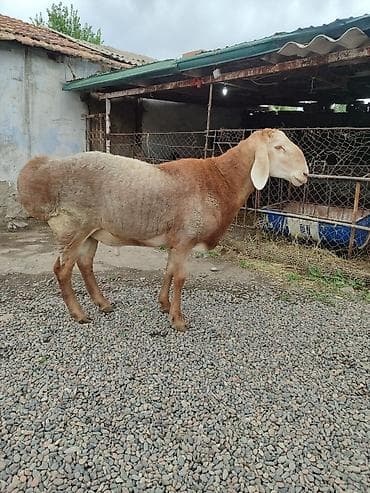 Үй жаныбарлары: Сатам | Кочкор (эркек) | Көбөйтүү үчүн | Асыл тукумдуу — 5