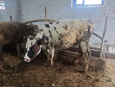 мастит: Продаю | Музоо, торпок | На откорм | Привязанные — 5