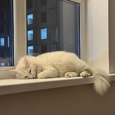 турецкая ангора: Кошка даром: Ангорская, 1 год, Мальчик, Кастрирована — 5