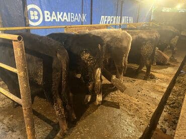 корм животным: Продаю | Бык (самец) | На откорм — 10