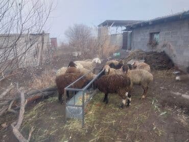 Продаю | Ягненок | Для разведения | Ярка at lalafo.kg Продаю | Ягненок | Для разведения | Ярка