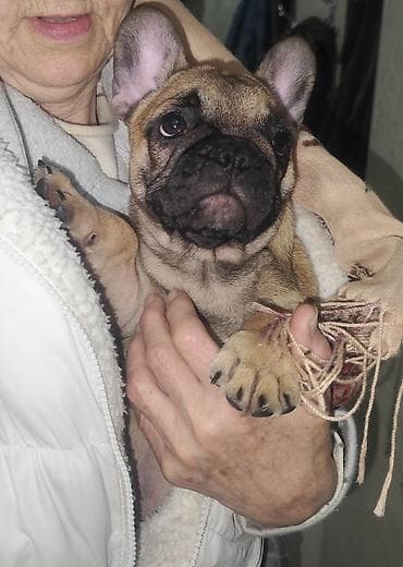 Продается щенок французского бульдога от привозных молодых родителей at lalafo.kg Продается щенок французского бульдога от привозных молодых родителей