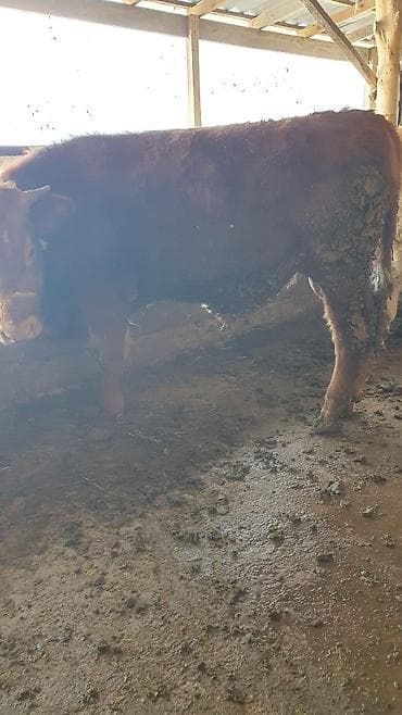 Үй жаныбарлары үчүн товарлар: Сатам | Бука (эркек) — 8