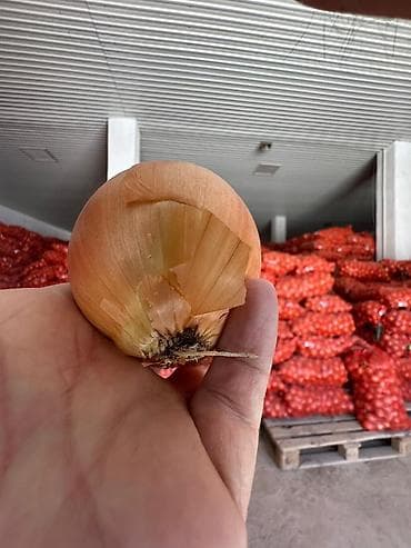 лук овощи: Лук Оптом — 5