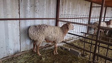 Уйлар, букалар: Сатам | Ургаачы кой (ургаачы) | Арашан | Көбөйтүү үчүн | Жасалма жол менен боозутуу — 1