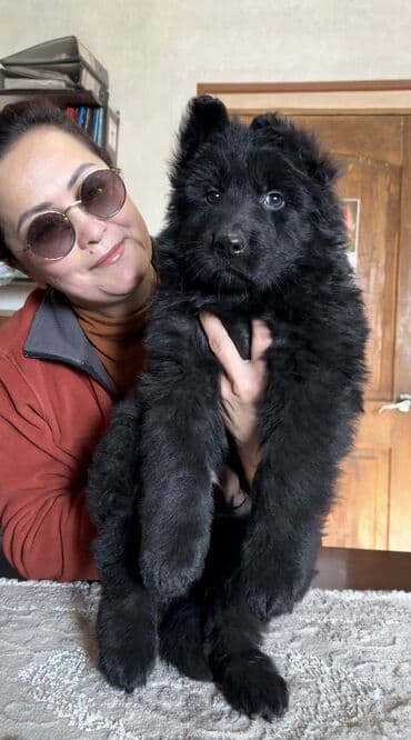 овчарка немецкий: Щенки немецкой овчарки, полностью чёрного окраса, есть длинношерстный — 3