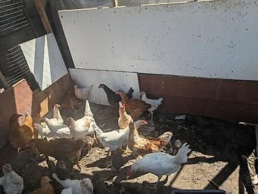 Продаю | Куры | Домашняя | Для разведения — 4