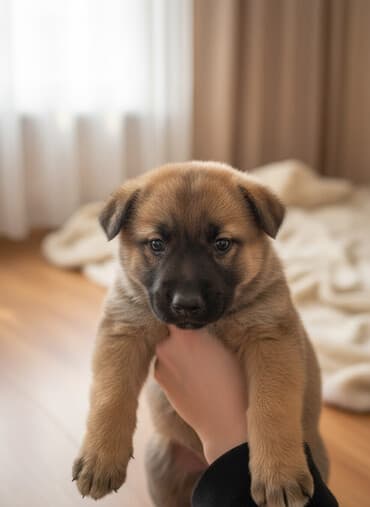 хаски с разными глазами цена: Бельгийская овчарка, 1 месяц, Самка — 2