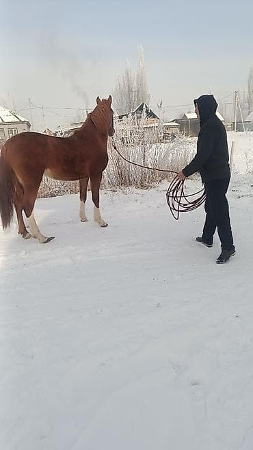 1 жаш тайлар: Сатам | Тай | Аргын | Ат спорту — 3