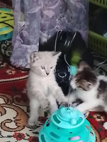 Кошки: Котята, домашние, ласковые и игривые. Дата выпуска 13 апреля — 8