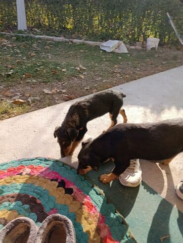 йоркширский терьер цена: Продаются щенки Ягторера кабель и сука 5 месяцев все прививки сделаны — 6