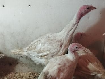 жалал абад дакан: Продаю индюшат — 6