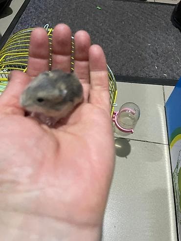 клетка для крыс: Хомячки джунгарики + комплект клеток и аксессуаров Предлагаются — 7