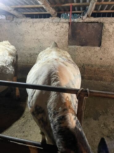 в связи с переездом отдам попугая жако в добрые руки: Продаю | Корова (самка) | Полукровка | На откорм, На забой | Привязанные — 4