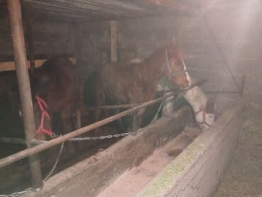 Услуги ветеринара: Продаю | Жеребенок | Для разведения — 5