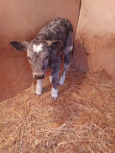 каракол животные: Продаю | Корова (самка) | Полукровка, Алатауская, Швицкая | Для разведения, Для молока | Стельные, После отела, Привязанные — 2